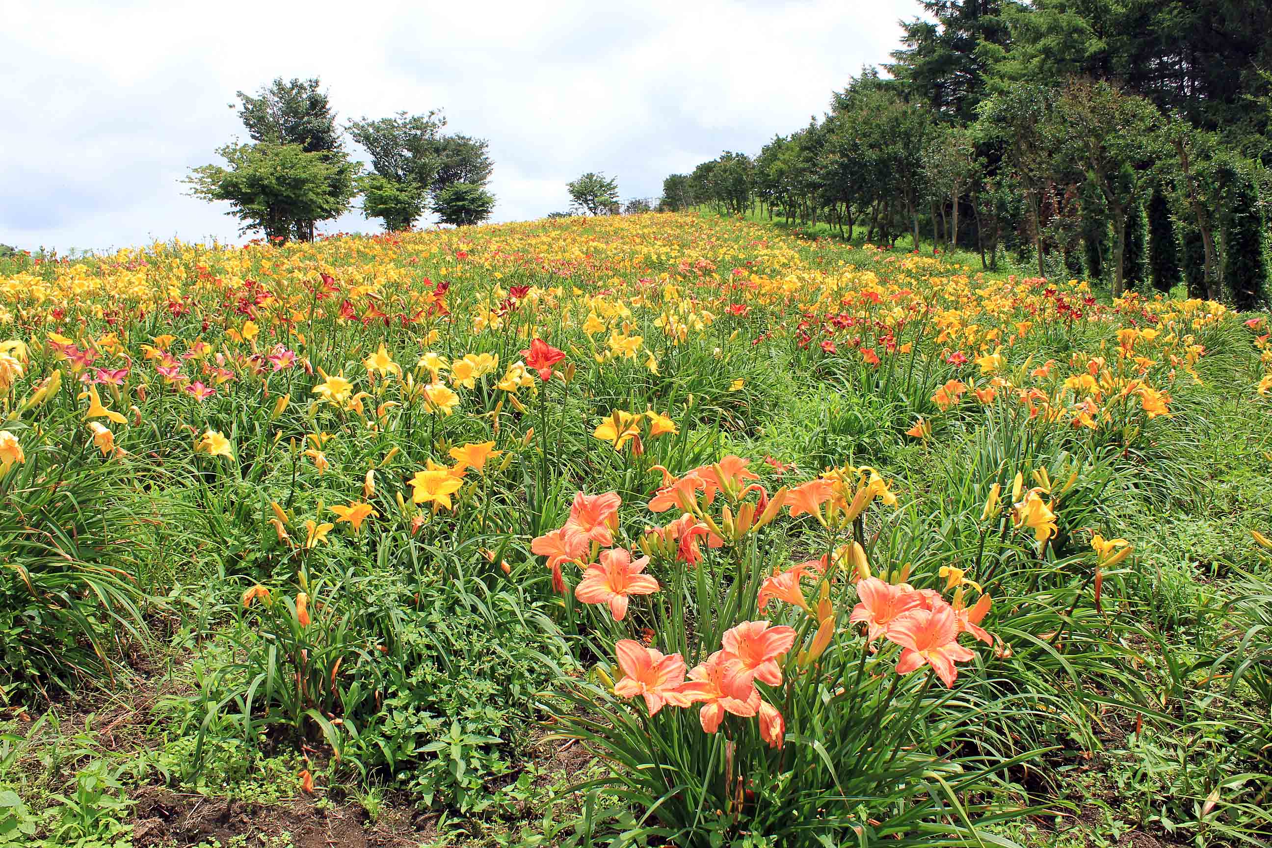 白河フラワーワールドの開花状況2009!